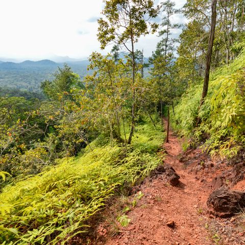 Wanderung in der Cockscomb Basin Wildlife Sanctuary, Belize